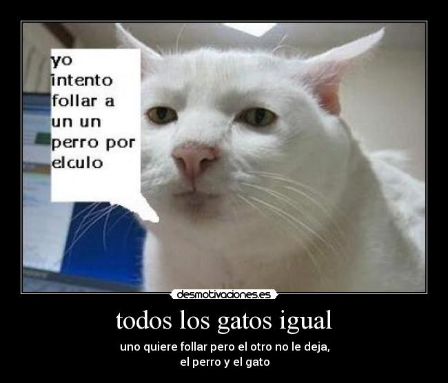 carteles gatos perro gato desmotivaciones