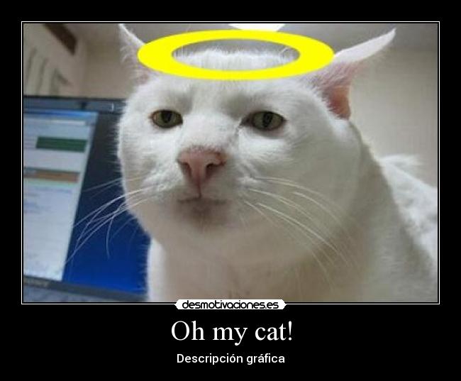 Oh my cat! -