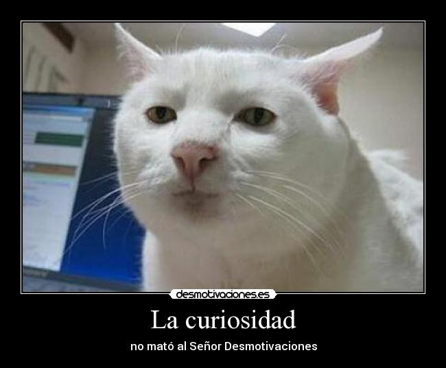 carteles senor desmotivaciones gato curiosidad desmotivaciones