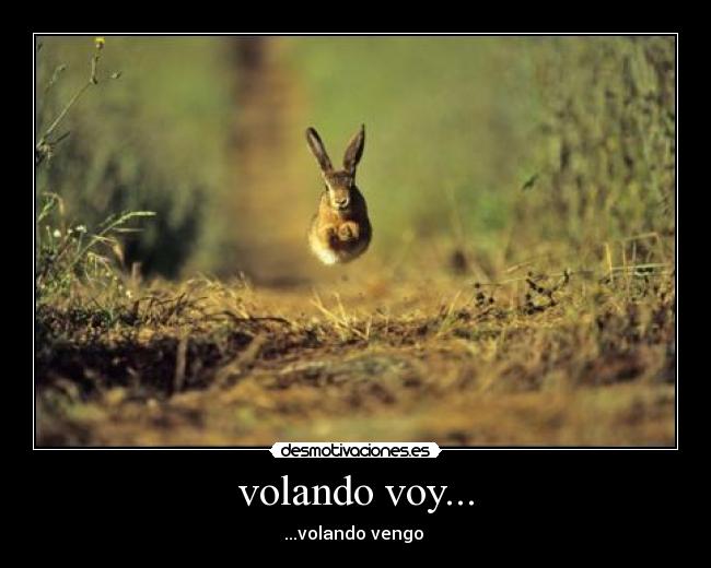 volando voy... - 