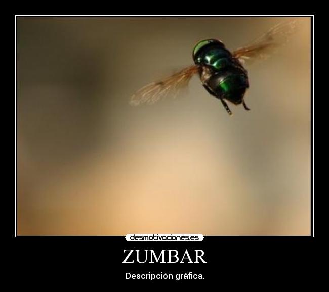 ZUMBAR - Descripción gráfica.