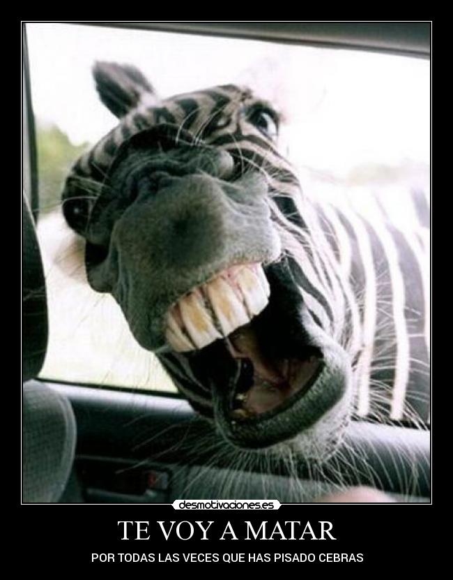 carteles cebra desmotivaciones