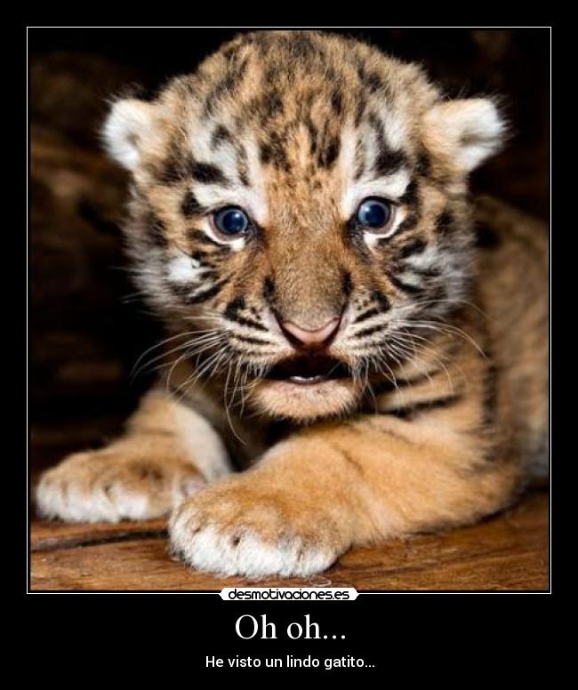 Oh oh... - He visto un lindo gatito...