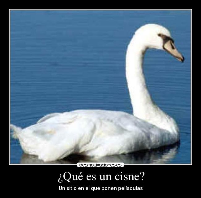 ¿Qué es un cisne? -