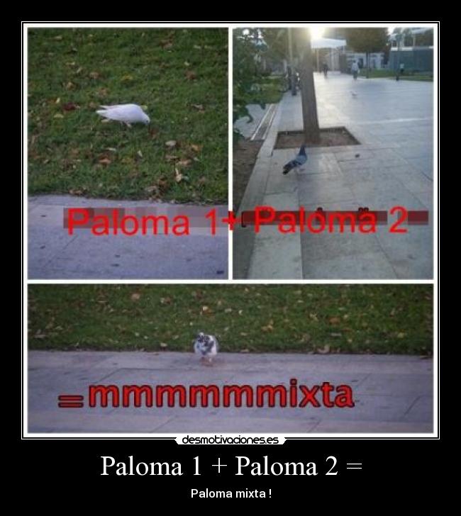 Paloma 1 + Paloma 2 = - 