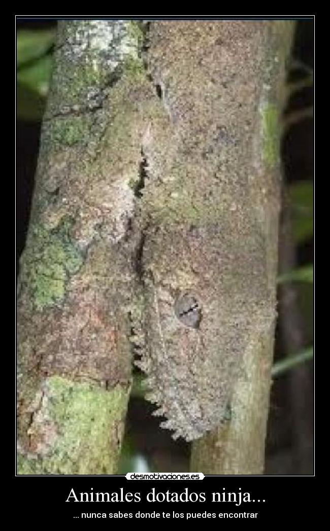 Animales dotados ninja... -