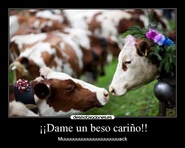carteles muack beso vacas zorra implakable desmotivaciones