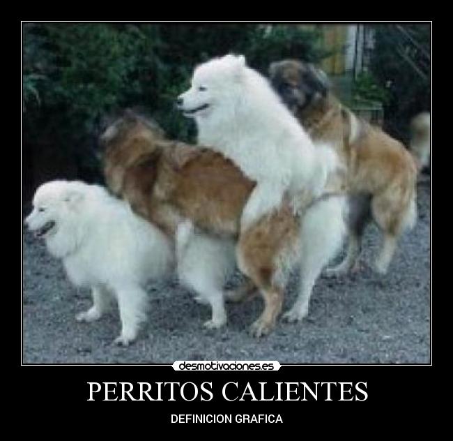 carteles perritos calientes desmotivaciones