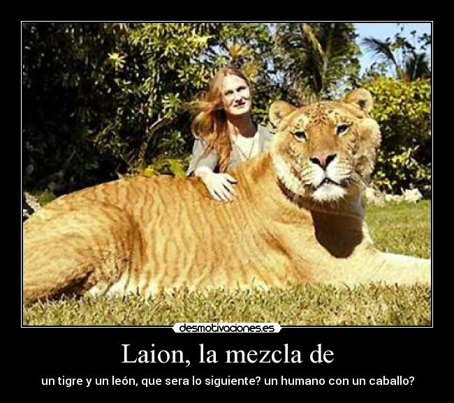 Laion, la mezcla de - 