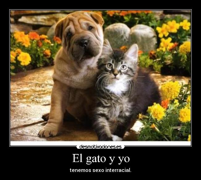 El gato y yo -
