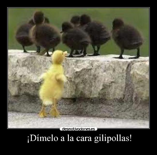 ¡Dímelo a la cara gilipollas! -