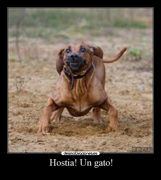 Hostia! Un gato! -