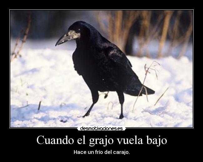 Cuando el grajo vuela bajo - Hace un frío del carajo.