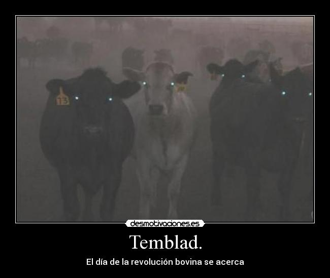 Temblad. - El día de la revolución bovina se acerca