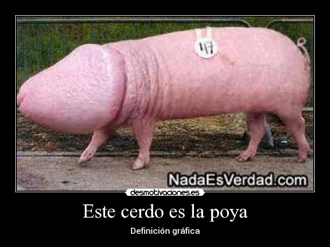 Este cerdo es la poya - Definición gráfica