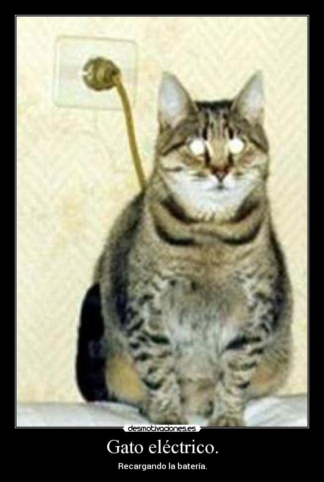 Gato eléctrico. -