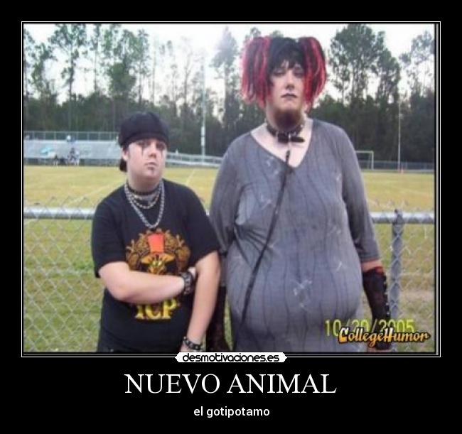 NUEVO ANIMAL -