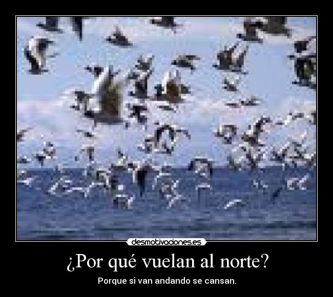 ¿Por qué vuelan al norte? - 