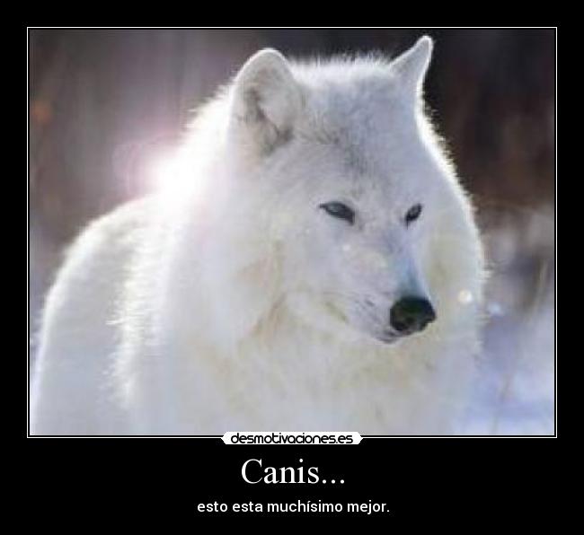 Canis... - 