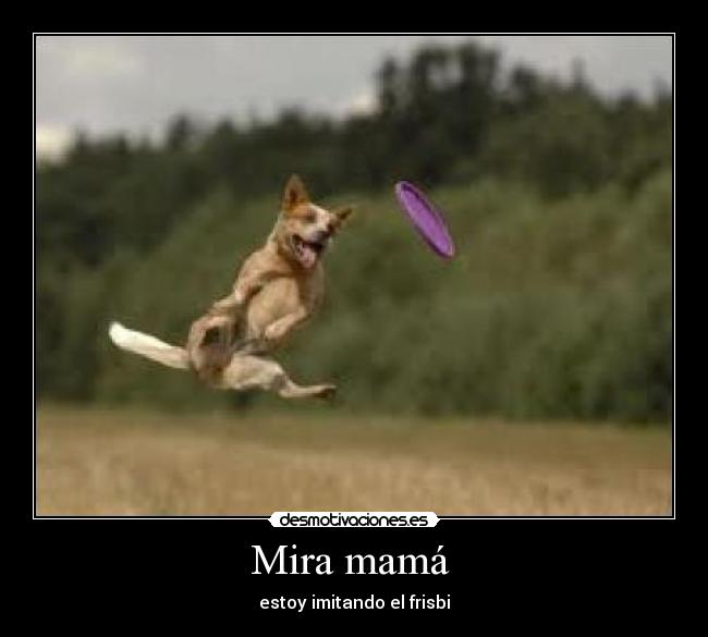 Mira mamá  - estoy imitando el frisbi
