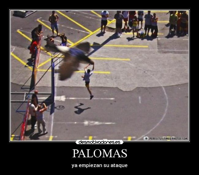 PALOMAS - 