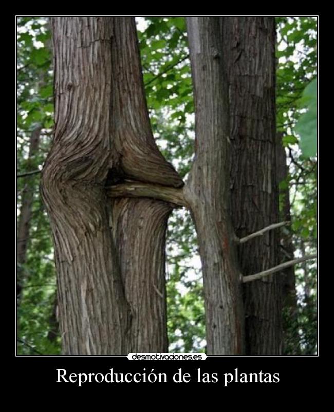 Reproducción de las plantas -