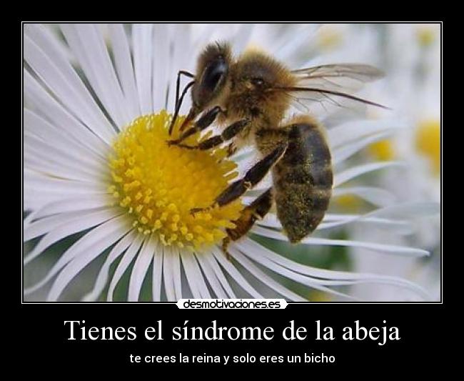 Tienes el síndrome de la abeja -