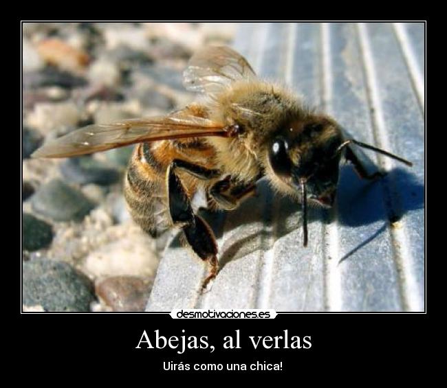 Abejas, al verlas - Uirás como una chica!
