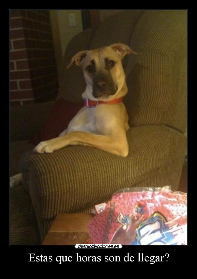 carteles perro desmotivaciones