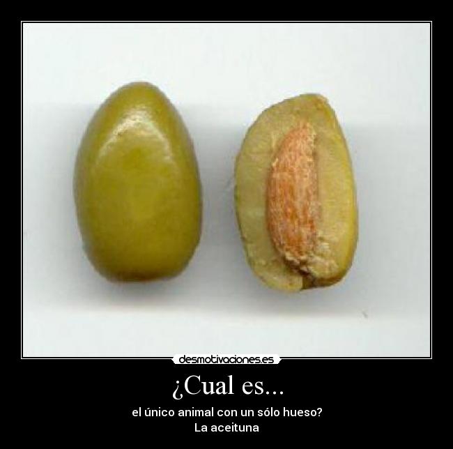 ¿Cual es... - el único animal con un sólo hueso?
La aceituna