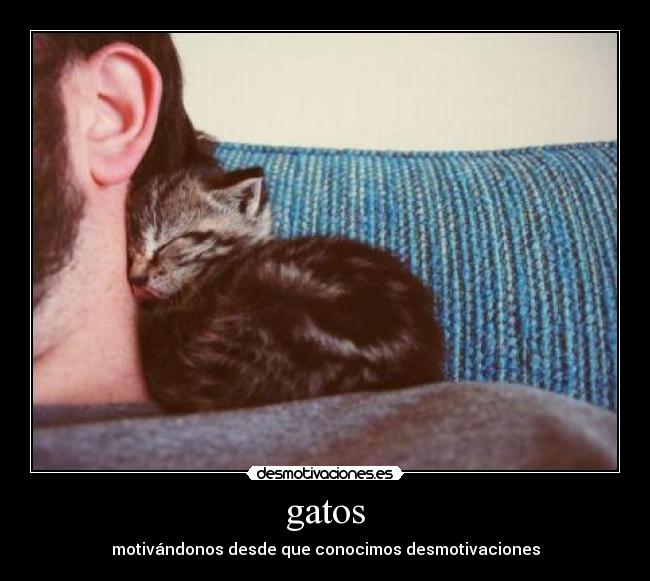 gatos - 