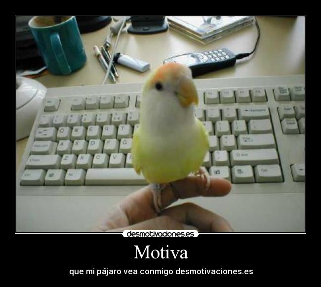 Motiva - que mi pájaro vea conmigo desmotivaciones.es