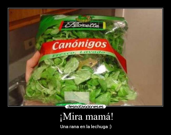 ¡Mira mamá! - Una rana en la lechuga :)