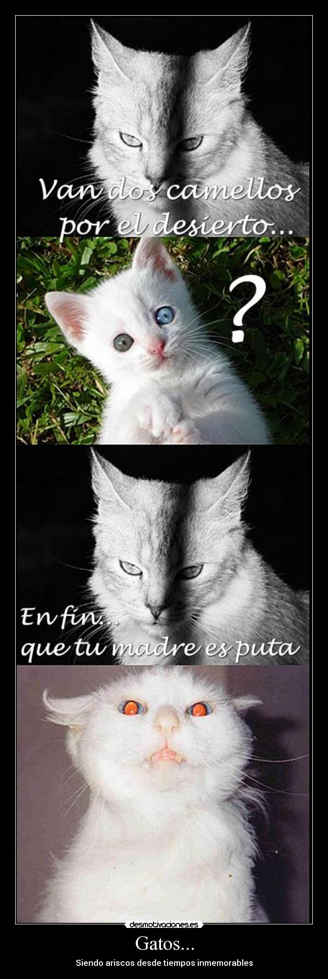 Gatos... - Siendo ariscos desde tiempos inmemorables