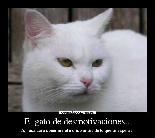 El gato de desmotivaciones... - Con esa cara dominará el mundo antes de lo que te esperas...