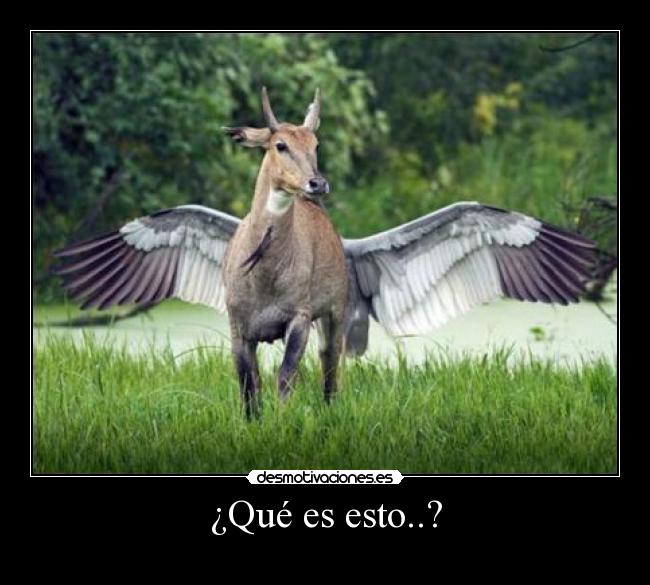 ¿Qué es esto..? -