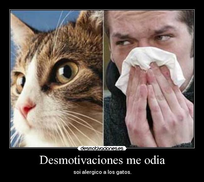 Desmotivaciones me odia - soi alergico a los gatos.
