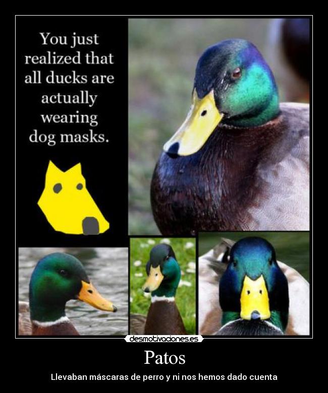 carteles pato desmotivaciones