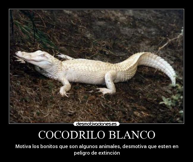 COCODRILO BLANCO - Motiva los bonitos que son algunos animales, desmotiva que esten en
peligro de extinción