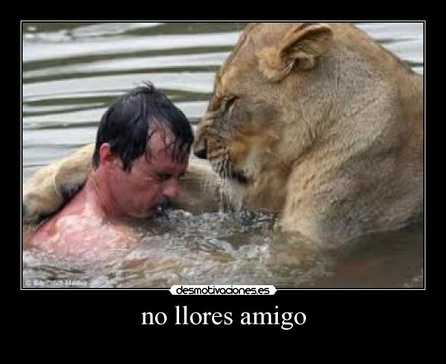 no llores amigo - 