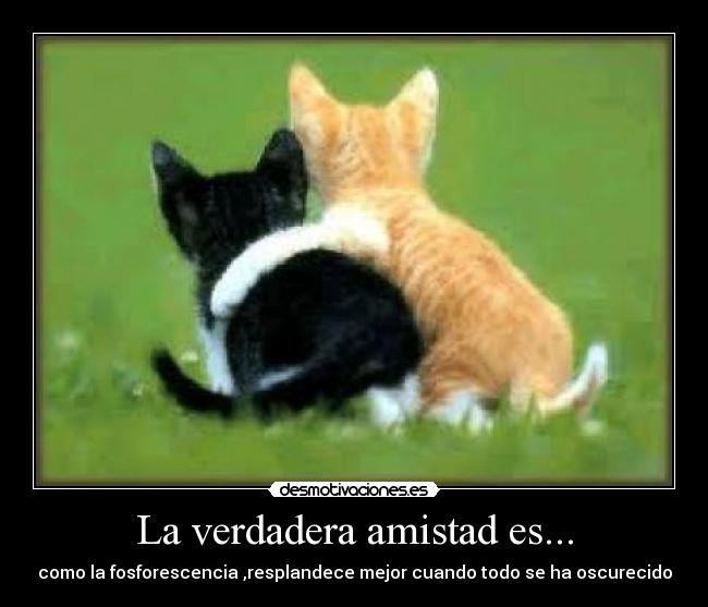 La verdadera amistad es... - como la fosforescencia ,resplandece mejor cuando todo se ha oscurecido