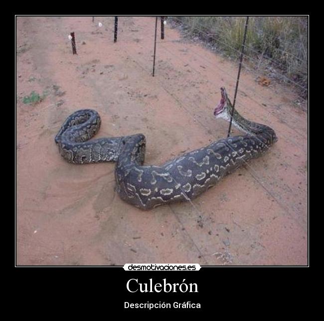 Culebrón -