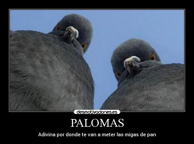 PALOMAS - Adivina por donde te van a meter las migas de pan