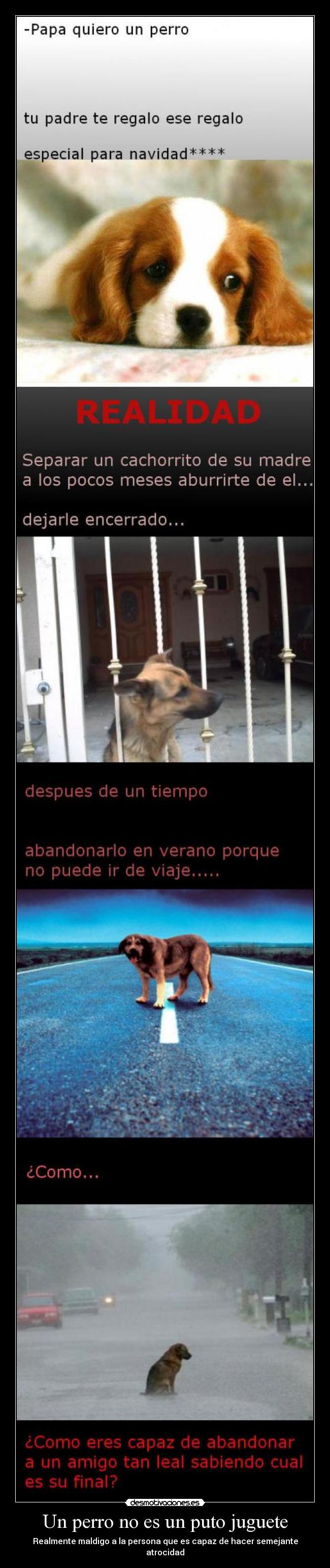 Un perro no es un puto juguete - Realmente maldigo a la persona que es capaz de hacer semejante atrocidad