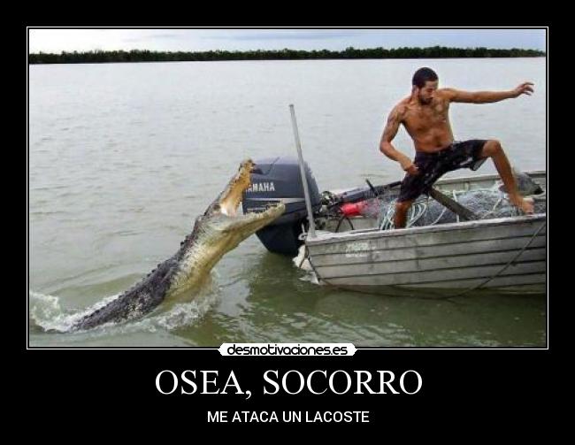 OSEA, SOCORRO - ME ATACA UN LACOSTE
