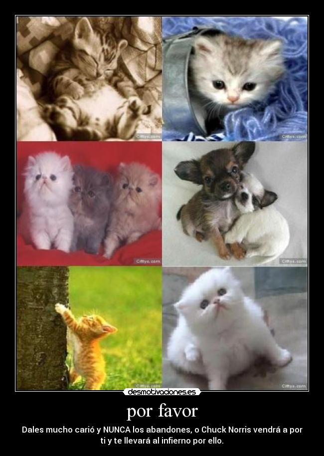 por favor - Dales mucho carió y NUNCA los abandones, o Chuck Norris vendrá a por
ti y te llevará al infierno por ello.