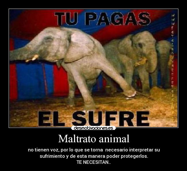 Maltrato animal -