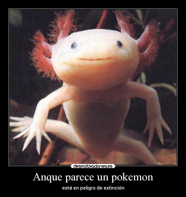 carteles pokemon animalillo desmotivaciones