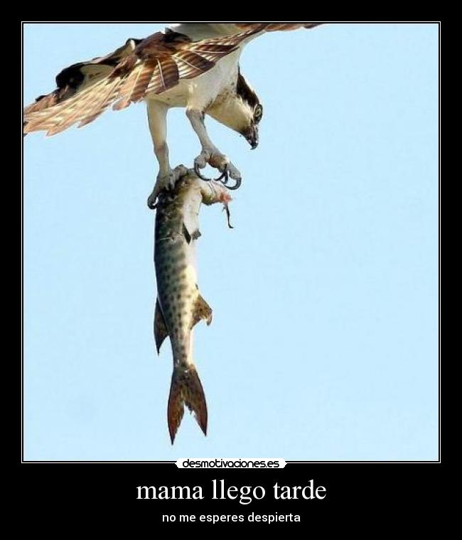 mama llego tarde - no me esperes despierta