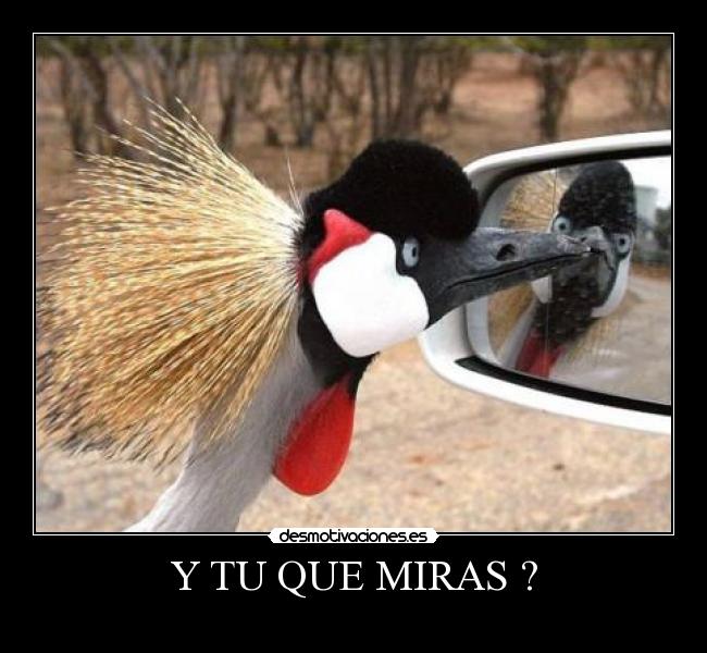 Y TU QUE MIRAS ? - 